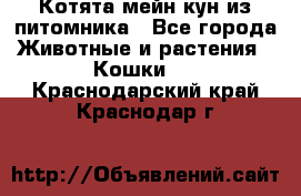 Котята мейн-кун из питомника - Все города Животные и растения » Кошки   . Краснодарский край,Краснодар г.